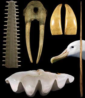 Rostre de poisson-scie - Défenses de morse - Dents de cachalot - Becs d'albatros - Bénitier - Dent de narval
