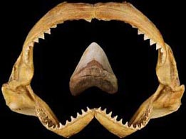 Machoire et dent de requin